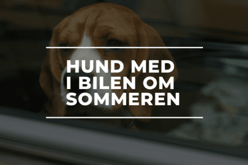 Hund med i bilen om sommeren sorø automekanikerens råd